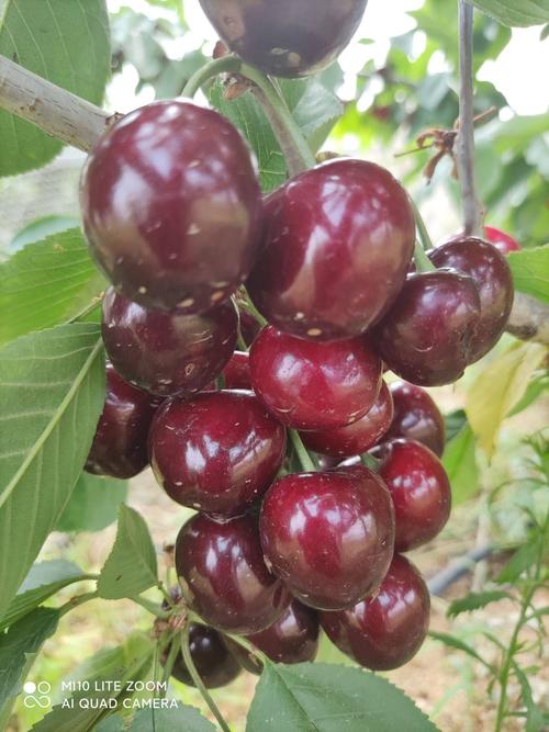 樱桃苗 美早大樱桃树