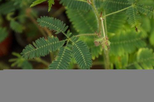 含羞草的作用有哪些