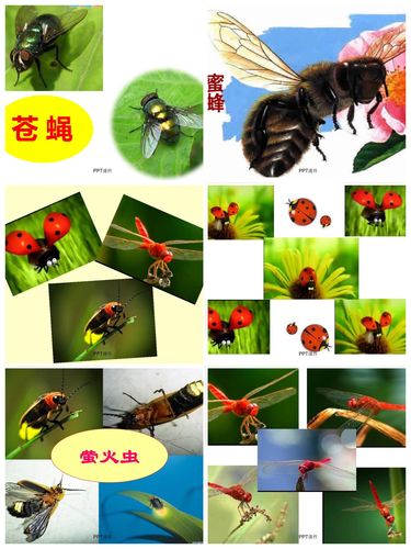 昆虫家族有益虫,有害虫.我们要保护益虫,消灭害虫.