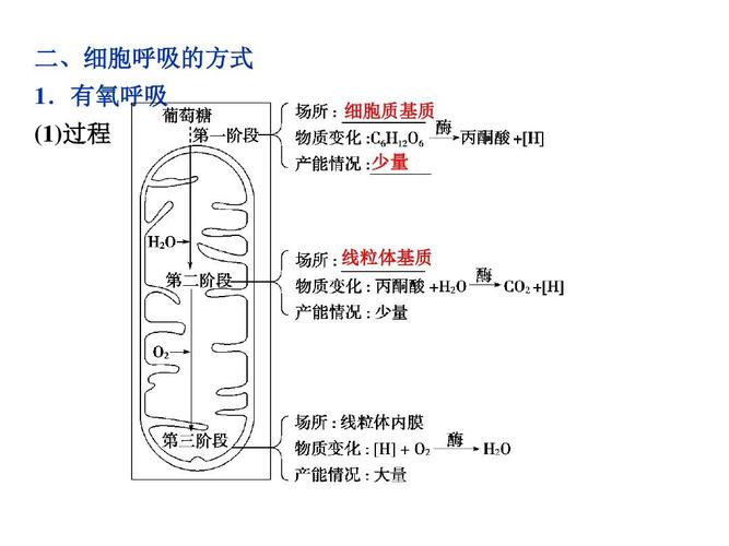 光合作用与呼吸作用专题复习 - yong - 副本答案ppt