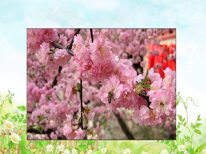【2018最新】西师版小学语文三年级下册:3 三月桃花水