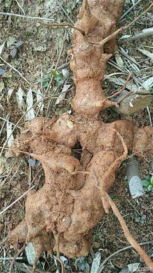 金刚藤根的功效与作用