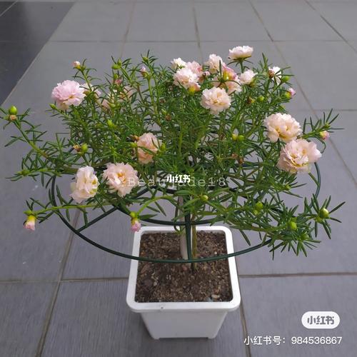 太阳花棒棒糖,像极了一棵小花树_太阳花_棒棒糖_家居家装_家居装饰