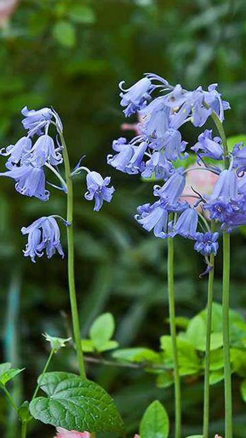 百花诗集之二一六《蓝铃花》