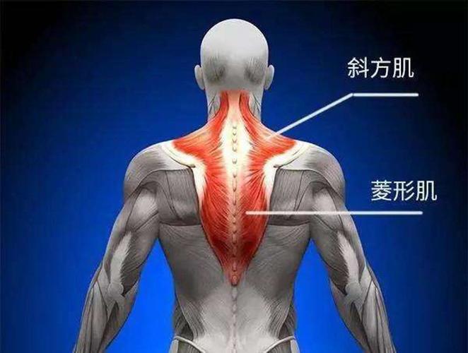 二,练习斜方肌的一些方法