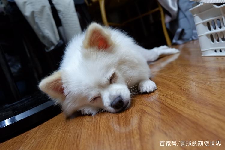 天气太热了家里小可爱趴在地上不愿意起来,太有意思了