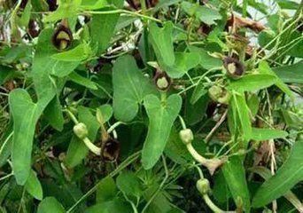 又名马兜铃根,独行根,兜零根,云南根,独行木香,土木香,青藤香,蛇参根
