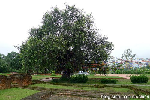 佛的诞生地蓝毗尼