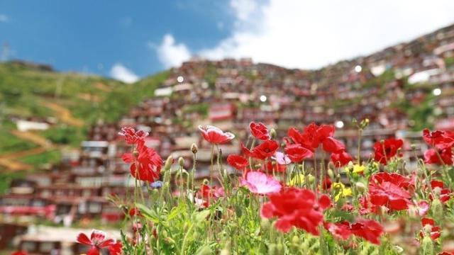 药王山继续往县城方向是金马草原,7,8月开满了鲜花,可以去玩.