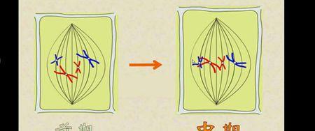 高三了这些忘了,纺锤体在图上指什么,纺锤丝在图上指什么.谢谢学霸了