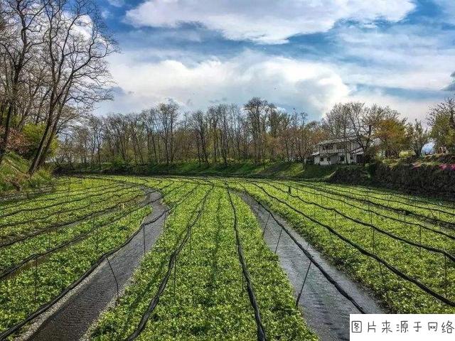 德国施雷勃田园是如何用市民农园来诠释城乡联合的持续发展模式?