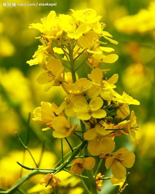 油菜花图片[摄影图,jpg]