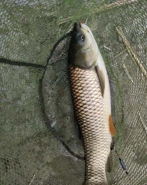 钓草鱼饵料配方一: 取5份玉米面,4份白面粉,1份江米粉,加适量白糖(微