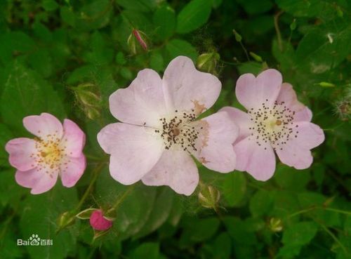 野蔷薇图片_百度百科