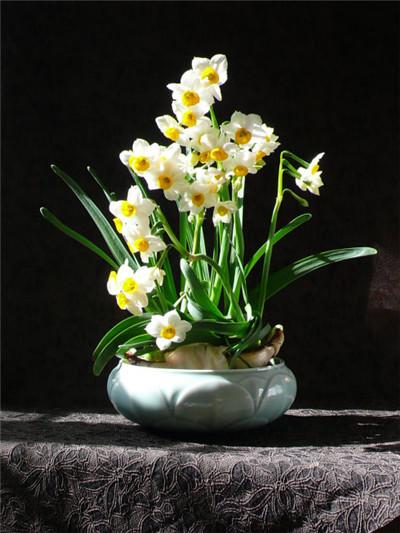 中国水仙是什么自然现象 中国水仙危险吗