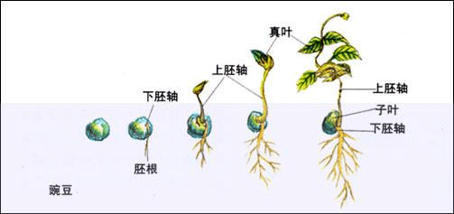 生我竞赛植物学重点_文档下载