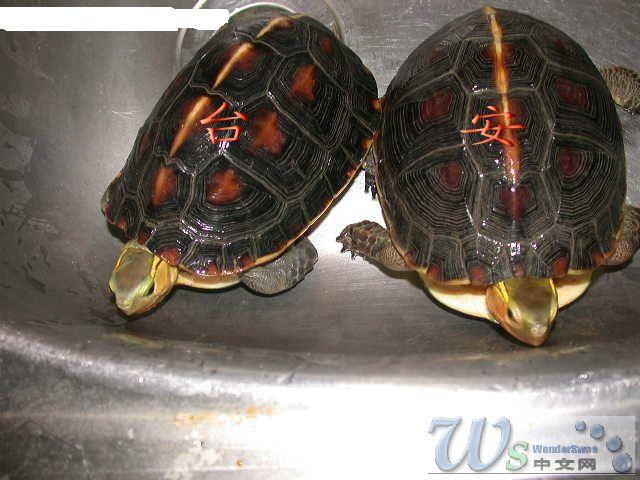 如何区分安徽种黄缘和台湾种黄缘
