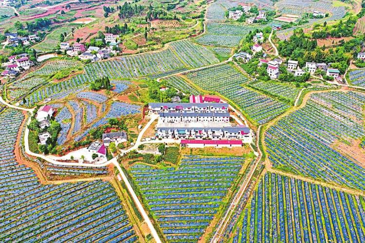 嘉陵区李渡镇柑橘(柠檬)产业基地