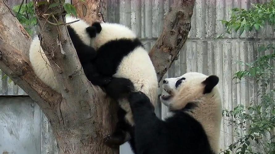 大熊猫的搞笑视频集锦