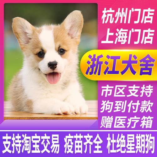 纯种柯基幼犬威尔士两色柯基三色柯基小短腿柯基幼犬家养活体狗狗
