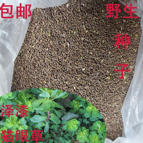 泽漆500克猫眼草猫儿眼睛草凉伞草五灯头草五凤草 五朵云新品干货