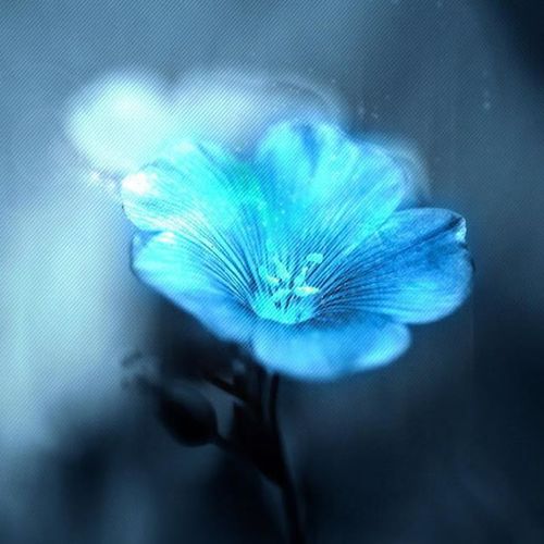 梦幻紫花_好看的微信头像图片_扣扣居