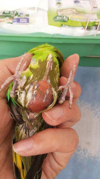 求助求助,我家虎皮鹦鹉病了,腹部后面一个大疙瘩,两粒