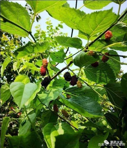 以下是中药材桑树叶照片.