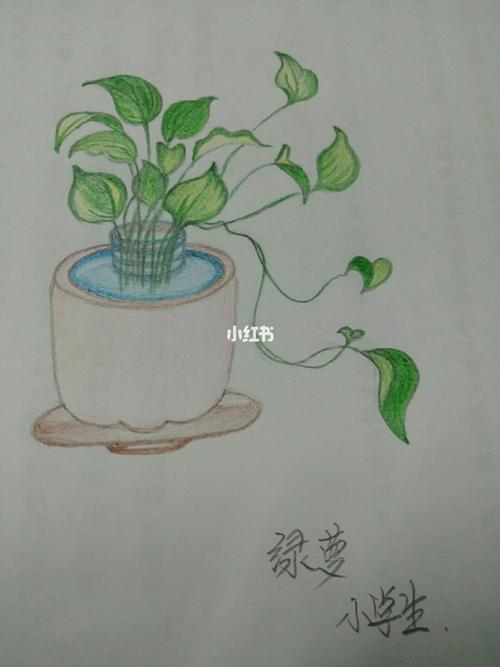 手绘_绿萝_手绘_文化_绘画