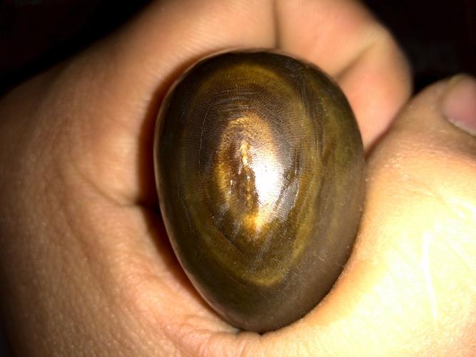 亚洲犀牛角鉴定方法