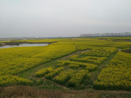 封丘油菜花