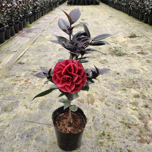 购客红叶贝拉稀有茶花品种树苗嫁接盆栽庭院名贵精品进口阳台花卉植物