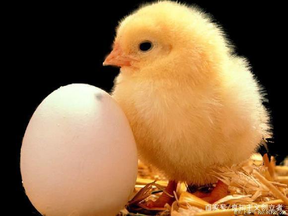 鸡生蛋还是蛋生鸡的良知