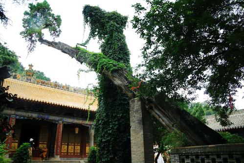 南郭寺,位于甘肃省天水市城南2公里山坳,这里树木葱茏,古柏参天,风景