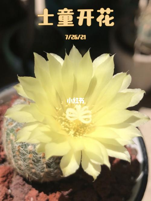 "士童"开花_仙人掌_仙人球开花了_家居家装_家居装饰