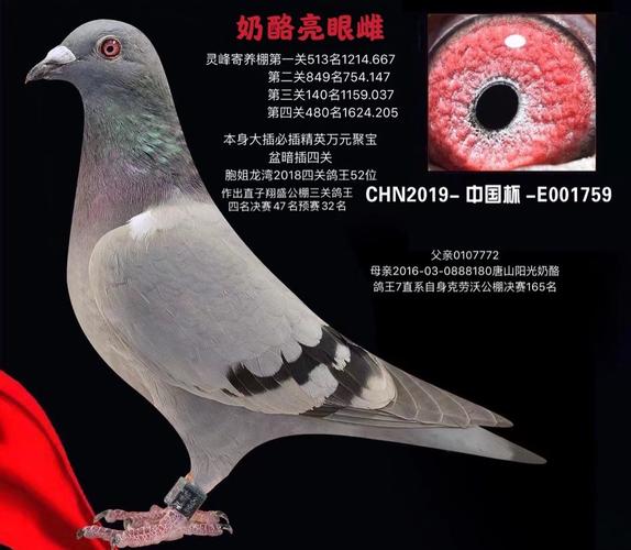 唐山阳光奶酪鸽王7家族