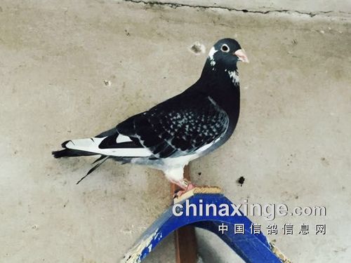 杨阿腾鸽系代表鸽"多利号"
