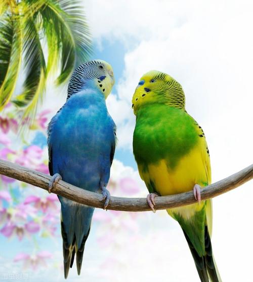 虎皮鹦鹉,或是小朋友们合适的新宠