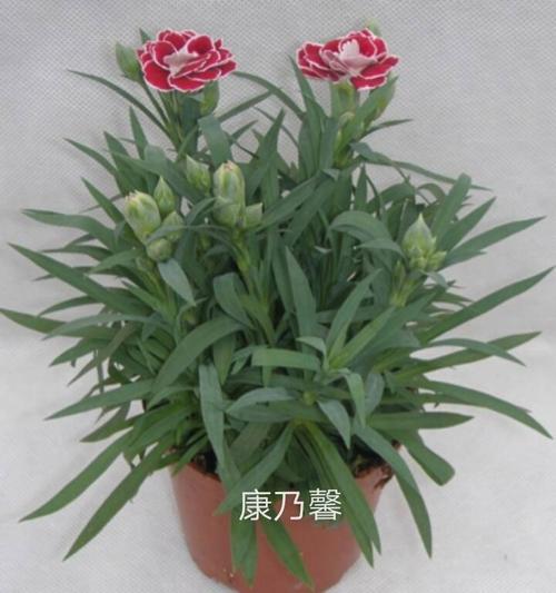 这是康乃馨的叶子吗?