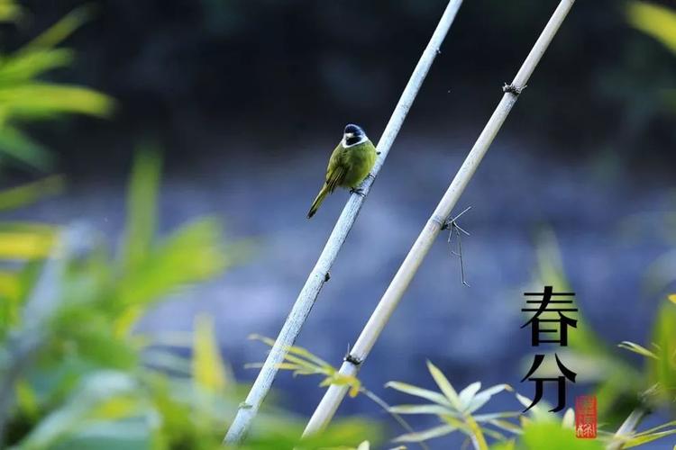 节气养生 | 春分祛湿效果会是最好的?