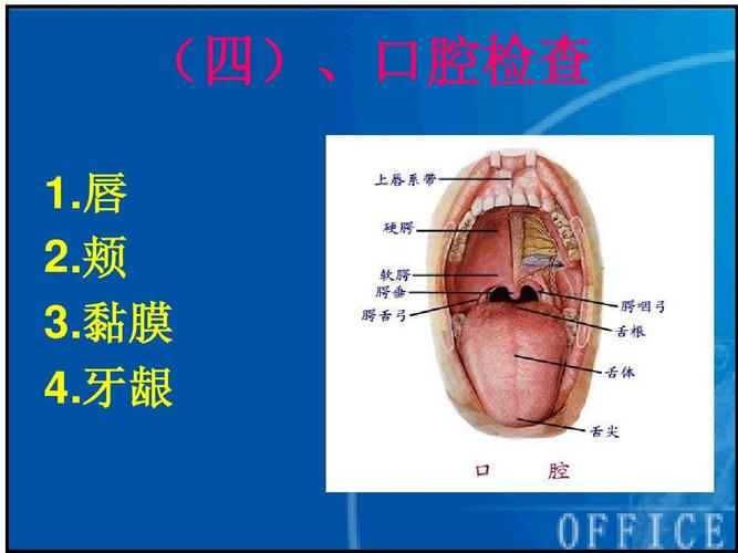 唇 唇 2.颊 颊 3.黏膜 黏膜 4.牙龈 牙龈