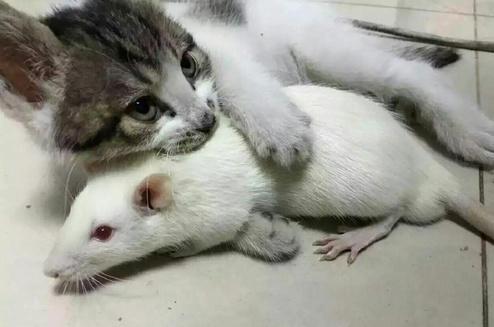 的实验室养了只喵,本来是想用来抓野鼠的,结果……他和大白鼠看对眼啦