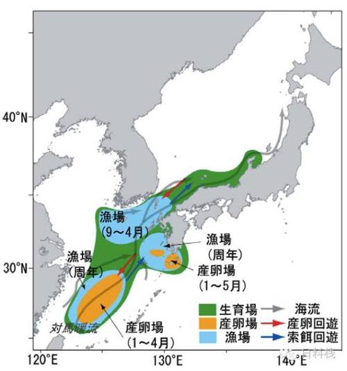 系,前者在日本东部的太平洋海域洄游,而后者在日本西部沿对马暖流洄游