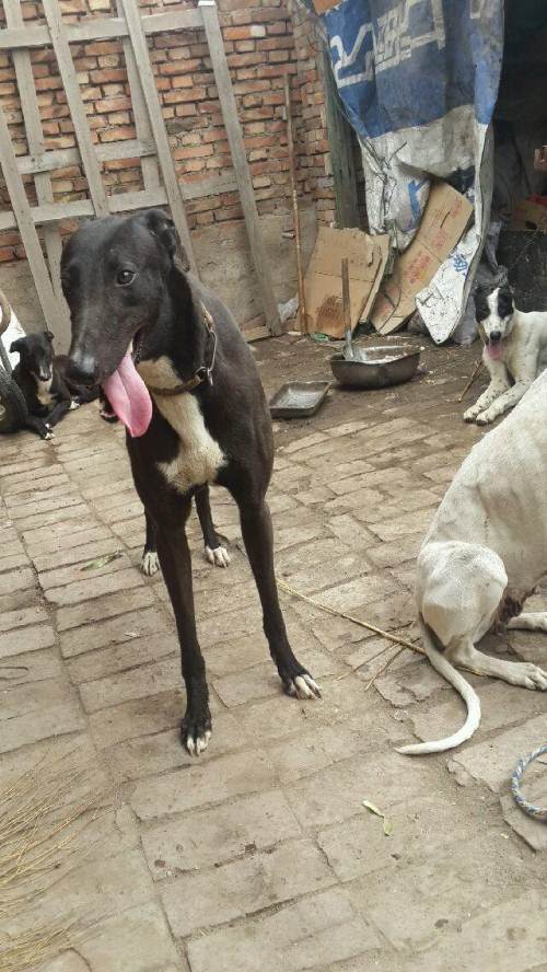 家里狗太多了养不过来,便宜处理黑白全活格力犬500元