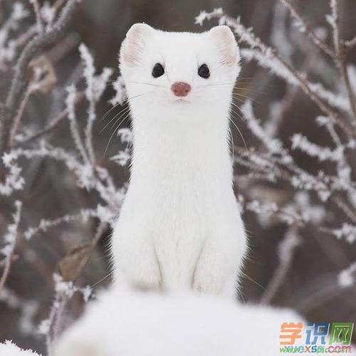 雪貂多少钱一只