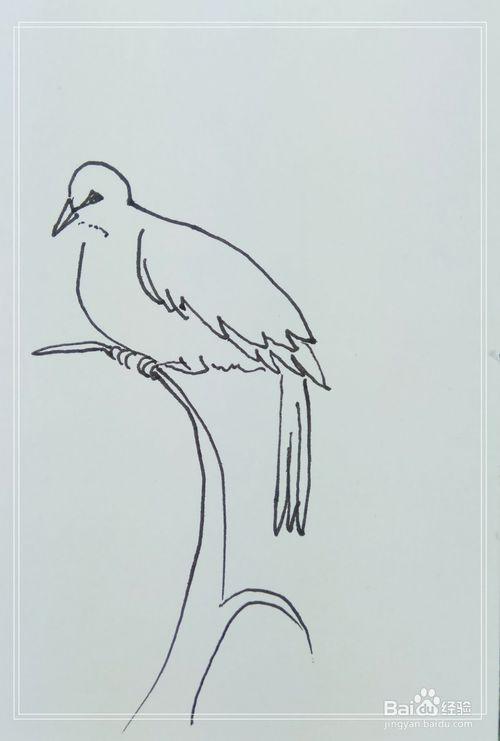 4 用线条画出树枝部分,斑鸠鸟在树枝上站着呢. 5