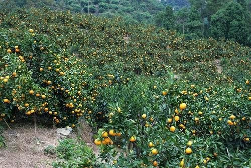 四川省成都市蒲江.