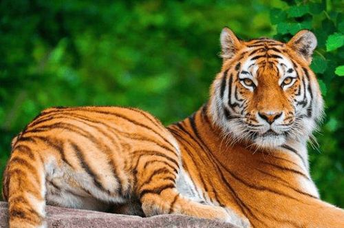 属虎人时来运转未来七天好运到来把握机会秒变富贵虎