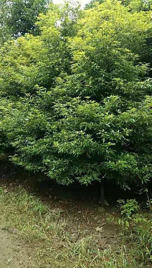 小叶桢楠批发基地小叶桢楠批发金丝楠木批发基地