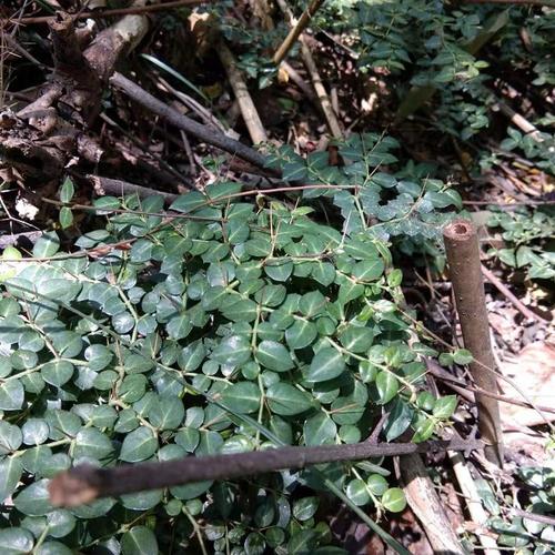 中草药新鲜现挖虎刺老鼠刺绣绣花针伏牛花黄脚鸡其他